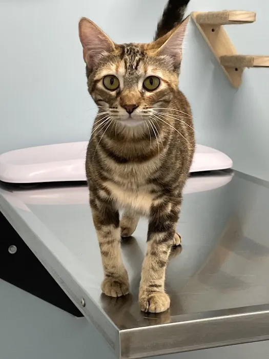 Lbc Vets Primary and Urgent Care Picture 10
