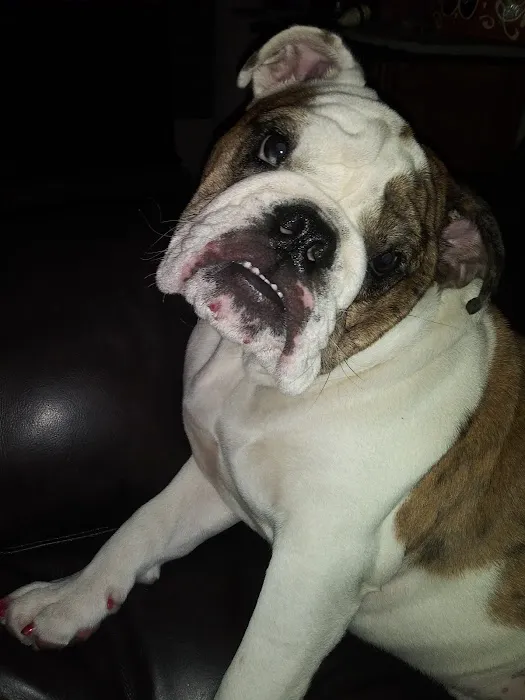 Belmont Heights Animal Hospital Picture 4