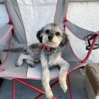 Broadway Pet Hospital ico