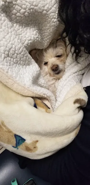 Broadway Pet Hospital Picture 2