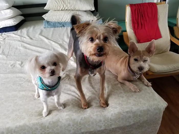 Broadway Pet Hospital Picture 7