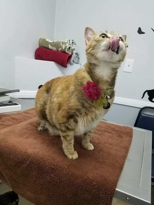 Broadway Pet Hospital Picture 5