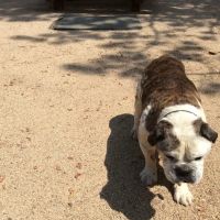 Gentle Care Pet Clinic ico