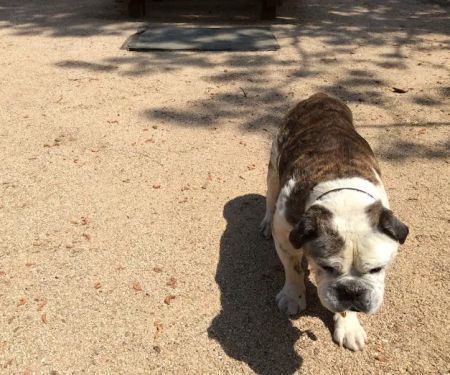 Gentle Care Pet Clinic