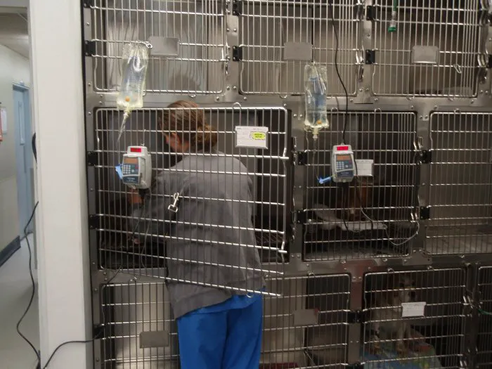 VCA Rossmoor-El Dorado Animal Hospital Picture 5