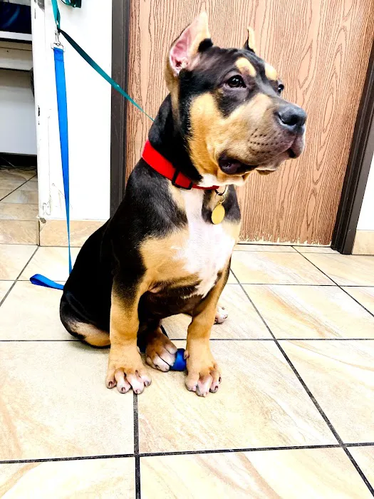 Lincoln Animal Hospital Picture 7
