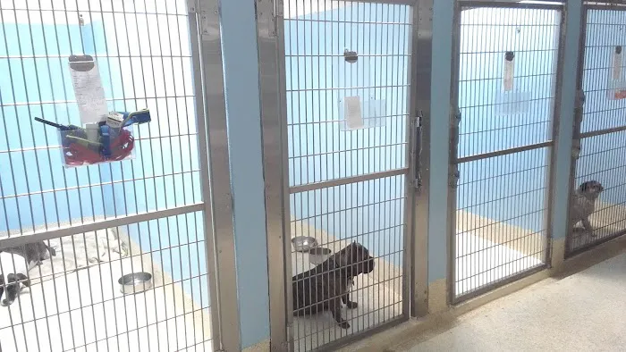 ABC Animal Hospital Picture 9