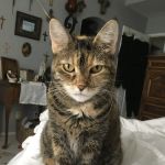 Belmont Shore Veterinary Hospital