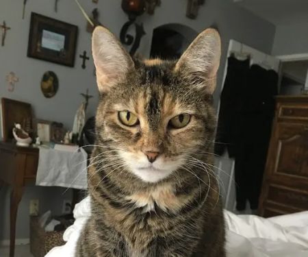 Belmont Shore Veterinary Hospital