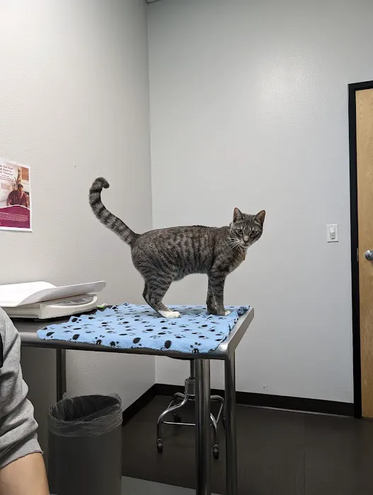 Belmont Shore Veterinary Hospital Picture 4