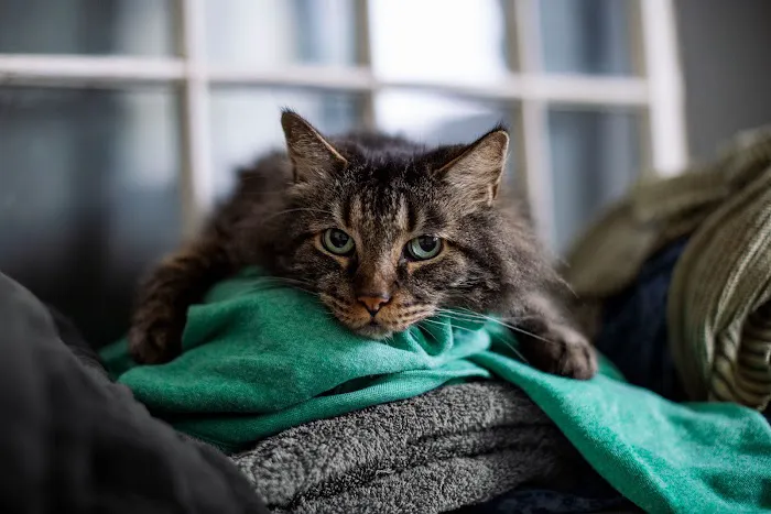 Belmont Shore Veterinary Hospital Picture 7