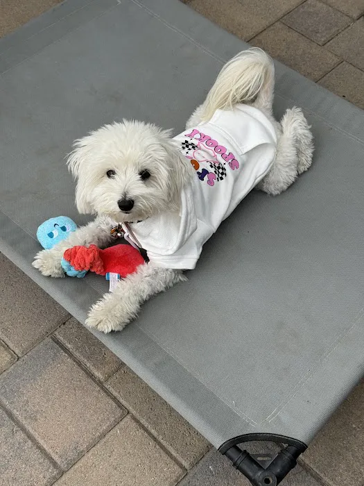 Belmont Shore Veterinary Hospital Picture 6