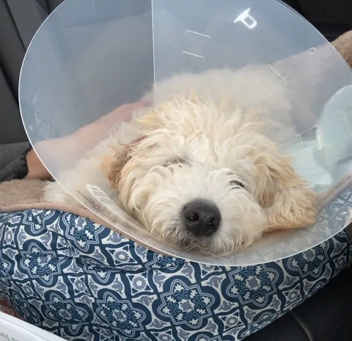 Valley View Animal Hospital Picture 8