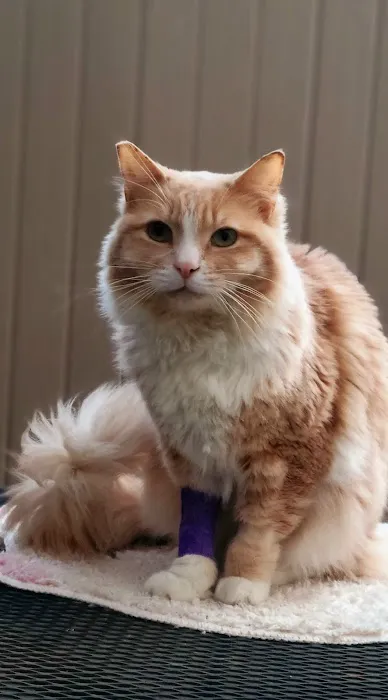 Sunny Hills Veterinary Hospital Picture 2