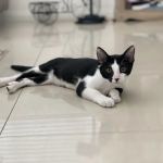 The Animal Doctors of Buena Park (formerly Orangethorpe Animal Aid Hospital)