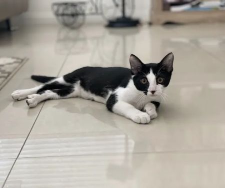 The Animal Doctors of Buena Park (formerly Orangethorpe Animal Aid Hospital)