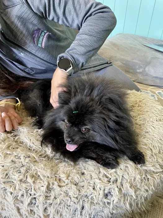 Integrative Pet Wellness Center Picture 2