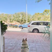 Integrative Pet Wellness Center ico
