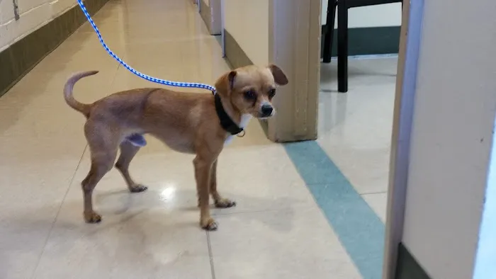 Peninsula Center Pet Hospital Picture 5