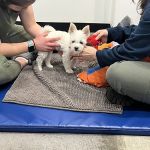 Beach Animal Rehabilitation Center - Rolling Hills