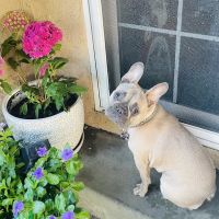 Duarte Azusa Animal Hospital ico