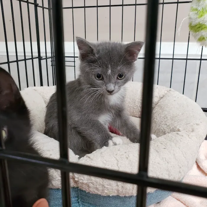 Duarte Azusa Animal Hospital Picture 4