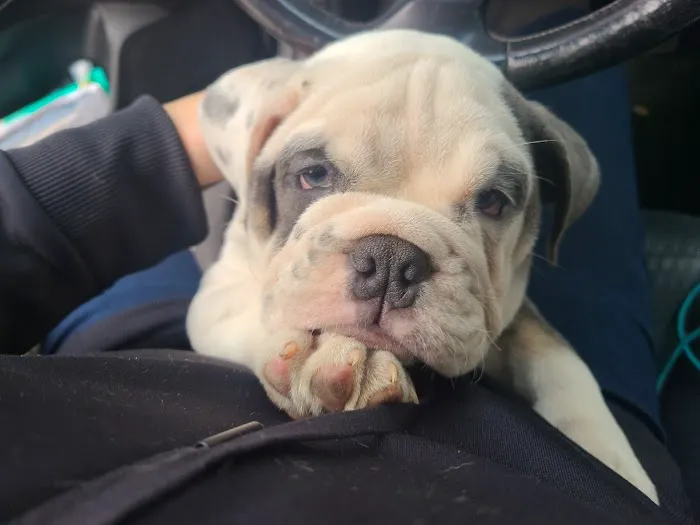 Vine Animal Clinic Picture 2