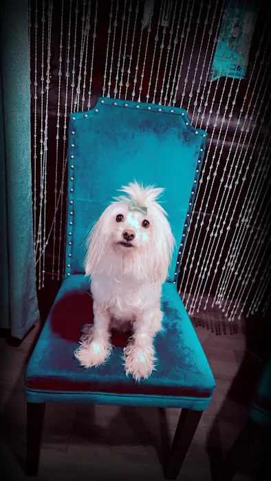 Vine Animal Clinic Picture 4