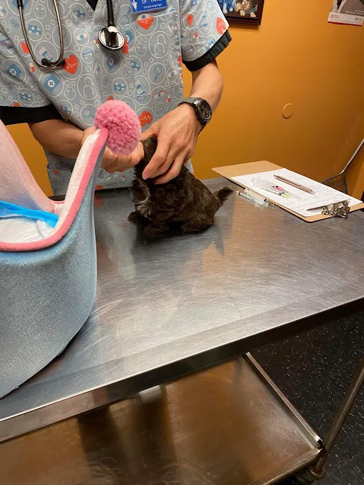 Vine Animal Clinic Picture 8