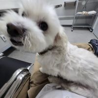 LA Quality Pet Care Animal Clinic ico
