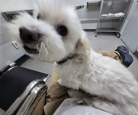 LA Quality Pet Care Animal Clinic