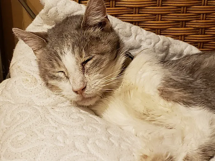 LA Quality Pet Care Animal Clinic Picture 2