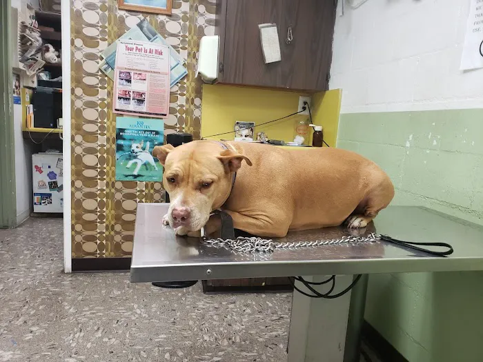 LA Quality Pet Care Animal Clinic Picture 3