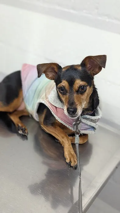 LA Quality Pet Care Animal Clinic Picture 10
