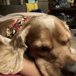 West Covina Pet Hospital