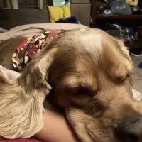 West Covina Pet Hospital ico