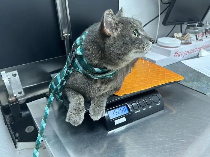 Pet Doctors of Industry Animal Hospital Picture 1