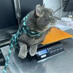 Pet Doctors of Industry Animal Hospital