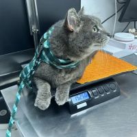 Pet Doctors of Industry Animal Hospital ico
