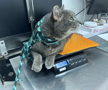 Pet Doctors of Industry Animal Hospital