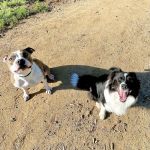 Leave No Paws Behind Veterinary Clinic