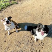 Leave No Paws Behind Veterinary Clinic ico