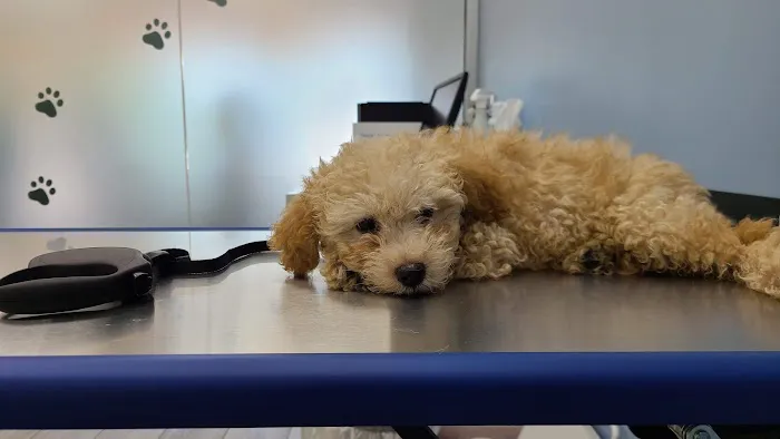 South Hills Animal Hospital Picture 3