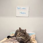 Covina Pet Care