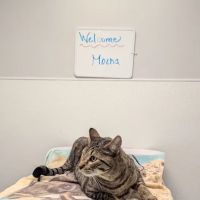 Covina Pet Care ico