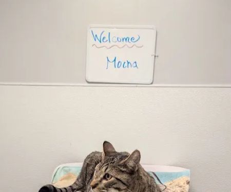 Covina Pet Care