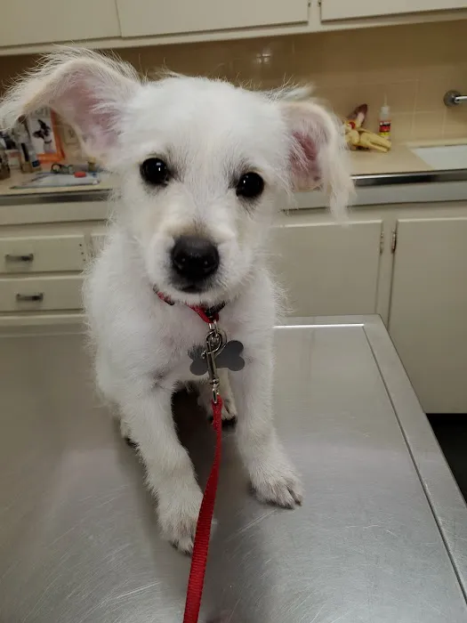 Covina Pet Care Picture 4