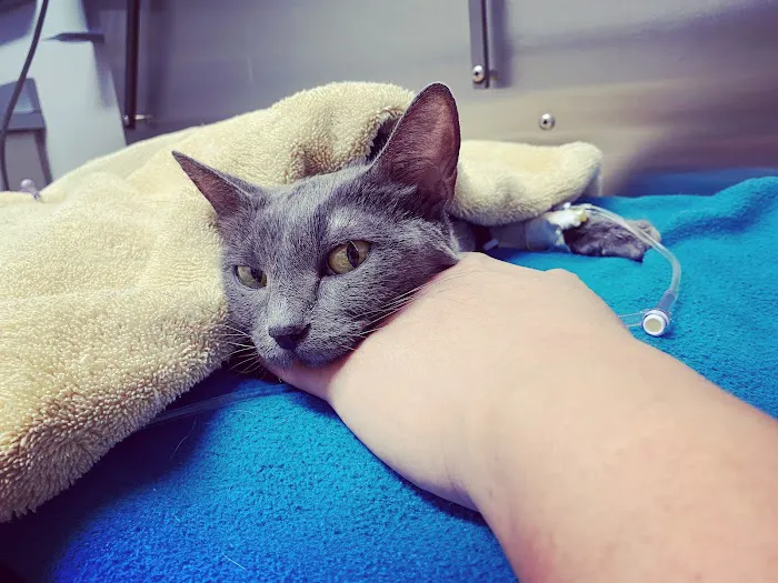 Orange County Emergency Pet Clinic Picture 3