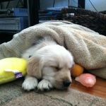 Orange County Emergency Pet Clinic