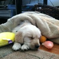 Orange County Emergency Pet Clinic ico